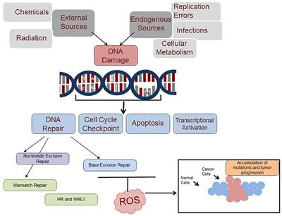 Dna repair enzymes list